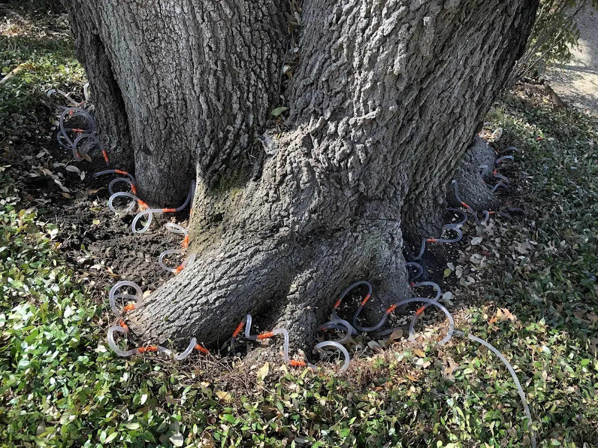Detailed Tree Cabling and Bracing job site in Shartlesville